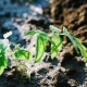 Top dressing of tomatoes with potassium sulfate