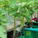 Topdressing af tomater i drivhuset: hvilken gødning og hvornår skal du bruge?