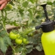 Watering and spraying tomatoes with milk