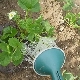 Watering strawberries with cold water: pros and cons