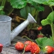 Vanding af jordbær under blomstring og frugtsætning