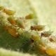 Will ammonia help from aphids and how to dilute it?