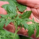 El uso de puntas de tomate contra plagas y fertilización.