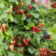 Die Verwendung von Kaliumpermanganat für Erdbeeren