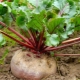 The use of ammonia for beets