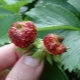 Anzeichen des Aussehens und Methoden des Umgangs mit einem Nematoden auf Erdbeeren