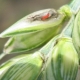 Thrips du blé: description et méthodes de lutte