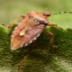 Garden bugs: description and means of control
