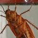 How long do cockroaches live?