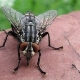 Remedies for flies on the street