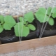 Fertilizzanti per cetrioli sul davanzale della finestra