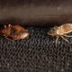 Vinegar from bedbugs in the apartment