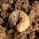 Jaké jsou rozdíly mezi larvami brouků a larvami medvědů?