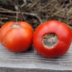 温室中西红柿开花结束腐烂