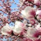 Tipos y variedades de magnolia.