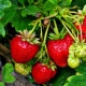 Arten von Käfern auf Erdbeeren und wie man damit umgeht