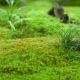 花园里的苔藓有害吗？如何摆脱它？