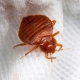 Everything you need to know about furniture bugs