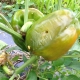 All about rot on peppers