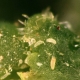 All about mites on plants and their control