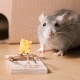 All about mousetraps