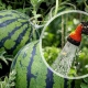 All about watering watermelons