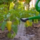 All About Watering Peppers