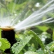 Totul despre udarea plantelor cu apă rece