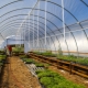 All About Greenhouse Watering