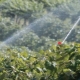 Tutto sull'irrigazione dell'uva
