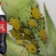 Tutto sull'uso della Coca-Cola dagli afidi