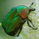 关于青铜甲虫 