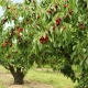 Malattie e parassiti della ciliegia dolce