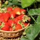 Hoe en hoe aardbeien te voeren na vruchtvorming?