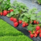 How and how to feed remontant strawberries?