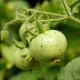 Come elaborare i pomodori su cui sono comparsi i moscerini?