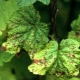 What is currant anthracnose and how to deal with it?