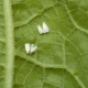 In che modo la mosca bianca danneggia i cetrioli e come liberarsene?