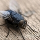 ¿Cómo deshacerse de las moscas en el patio de una casa particular?