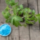 How to process tomatoes with copper sulfate?