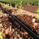 How to do drip irrigation with your own hands?