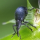 What does a weevil look like on a strawberry and how to deal with it?