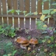 Jak pěstovat houby na zahradě?