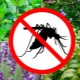 Which plant repels flies and mosquitoes?
