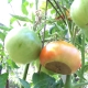 Wat is rot op tomaten en hoe het te behandelen?