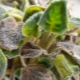 Cos'è il marciume delle piante e come trattarlo?