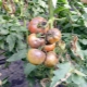 Folk remedies for late blight on tomatoes