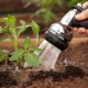 Funktioner ved vanding af tomater i et drivhus
