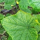 Perché le foglie di cetriolo ingialliscono ai bordi e cosa fare?