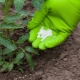 Top dressing of tomatoes with calcium nitrate